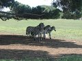 06_Zebra